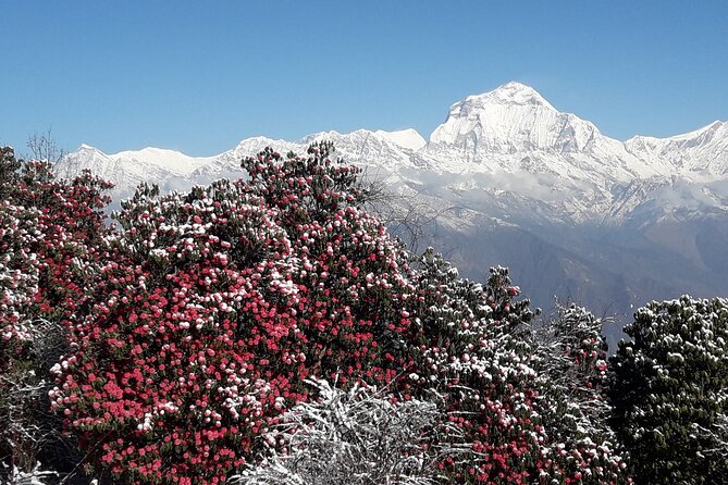 Pokhara: Poon Hill Ghorepani Short Trek - Guesthouses and rest: two included nights that keep it simple
