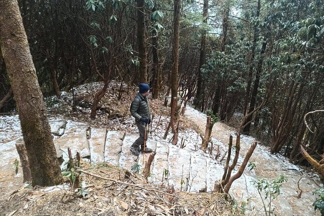 Poon Hill Trek from Pokhara 4 Days - Day 4 down to Pokhara via Ghandruk: rhododendron forest and mountain goodbyes