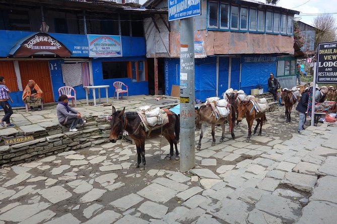 Poonhill Trek - Day 4: The Poon Hill sunrise push, then Deurali and Tadapani