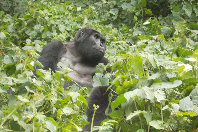 Private 2 Days Volcano Golden Monkey and Bwindi Gorilla Trek - Key Highlights You’ll Feel Immediately