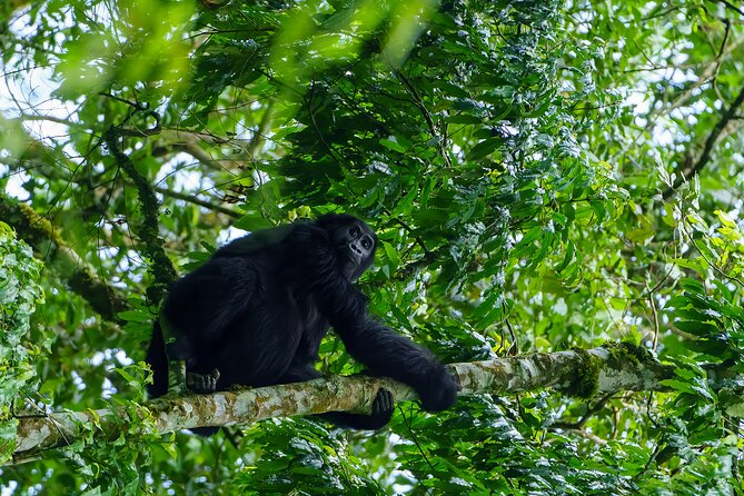 Private 3 Day Gorilla Trekking Safari in Uganda - Entebbe to Bwindi: the road part you shouldn’t underestimate