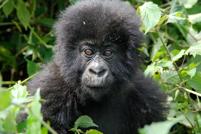 Private 3 Day Gorilla Trekking Safari in Uganda - Gorilla tracking in Bwindi: expect real walking and real uncertainty