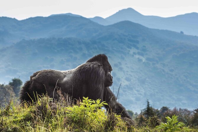 Private 3 Day Gorilla Trekking Safari in Uganda - Batwa community visit: why it’s more than a side stop