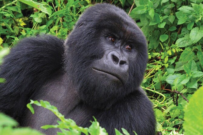 Private 3 Day Gorilla Trekking Safari in Uganda - Lodges and meals: comfort that helps you handle day two
