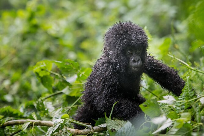 Private 3 Day Gorilla Trekking Safari in Uganda - Green Equator Masaka Road: the photo stop with a sense of place