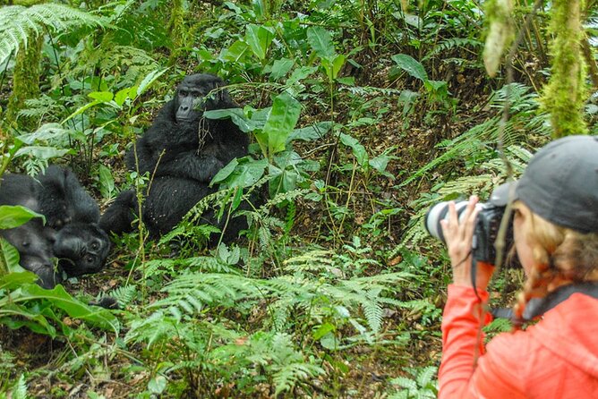 Private 3 Day Gorilla Trekking Safari in Uganda - Price and value: what $3,326 buys you (and what it doesn’t)