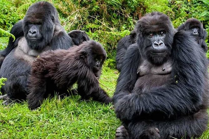 Private 3 Day Gorilla Trekking Safari in Uganda - Who this safari suits best (and who should pause)
