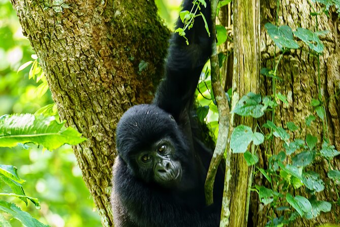 Private 3 Day Gorilla Trekking Safari in Uganda - Bwindi headquarters: registration, briefing, then into the jungle
