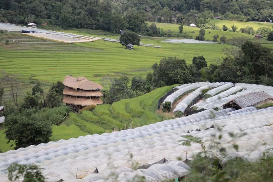 Private Doi Inthanon With Trekking Pha Dok Siew Nature Trail - Pha Dok Siew Nature Trail: your 2-hour hike with hill-tribe storytelling