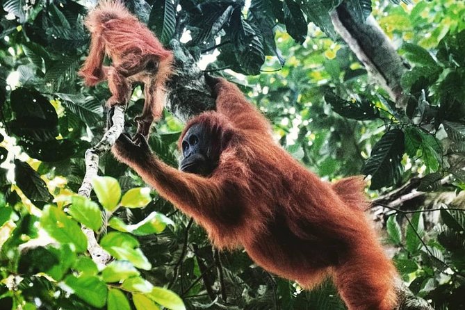 Private Full-Day Bukit Lawang Trekking Tour From Medan - How the Day Starts: 7am Pickup and the 4-Hour Ride to Bukit Lawang
