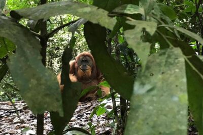 Private Full-Day Bukit Lawang Trekking Tour From Medan - Midday Reset: Jungle Lunch, Fruits, and a Real Break