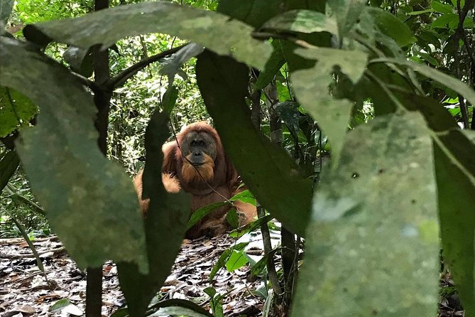 Private Full-Day Bukit Lawang Trekking Tour From Medan - Midday Reset: Jungle Lunch, Fruits, and a Real Break