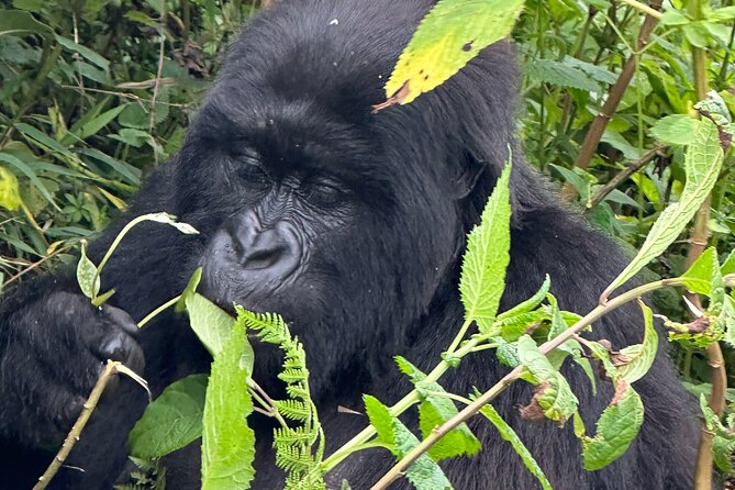 Private Gorilla Trekking Transfer from kigali to Volcanoes N.Park - Gorilla trekking day: gear that prevents misery