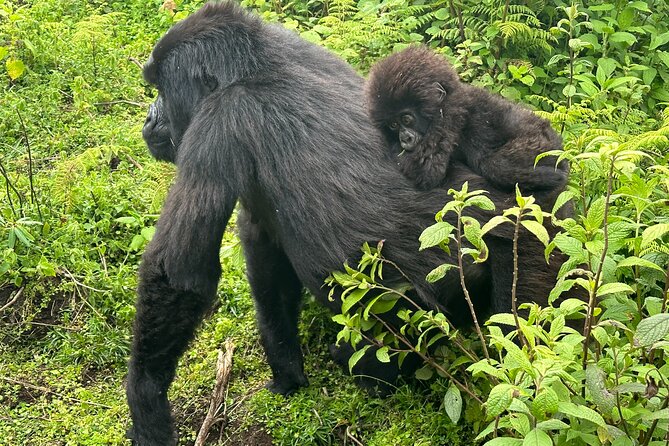 Private Gorilla Trekking Transfer from kigali to Volcanoes N.Park - What the transfer includes: comfort and timing do real work