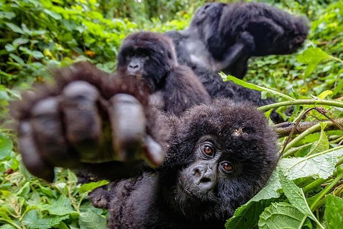 Private Gorilla Trekking Transfer from kigali to Volcanoes N.Park - Return to Kigali: staying comfortable after the adrenaline