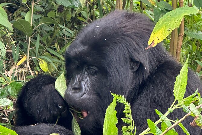 Private Gorilla Trekking Transfer from kigali to Volcanoes N.Park - Price and logistics: what $350 really buys (and what it doesn’t)