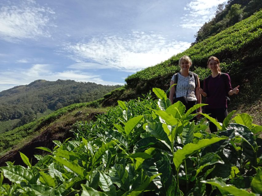 Private Munnar Tea Trek - Lakshmi Hills views, birds, and the reality of wildlife