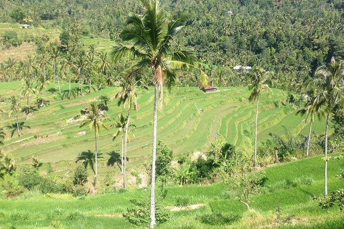 Private Sekumpul Waterfalls Trekking Tour - Why Sekumpul feels like the Bali you came for