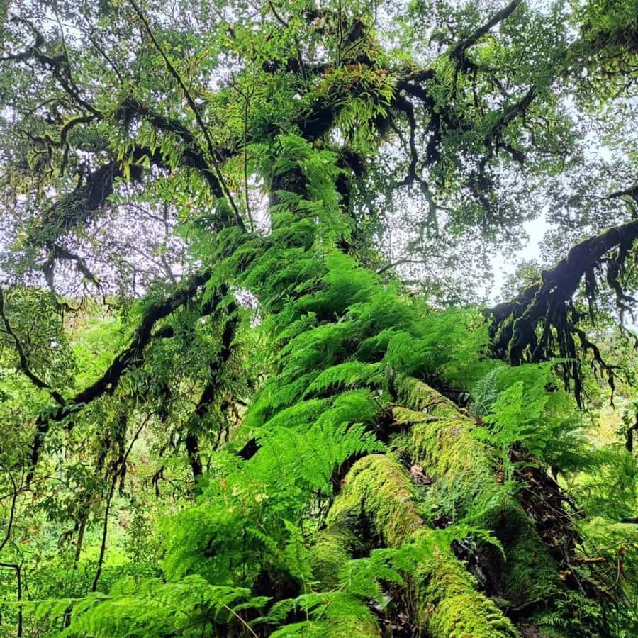 Private Tour Doi Inthanon, Trekking Kew Mae Pan Nature Trail - Transportation and the private-group advantage