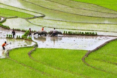 Red Dao Village Trek and Herbal Bath - The 6-Hour Plan: Pickup, Fields, and Ta Phin’s Culture Focus