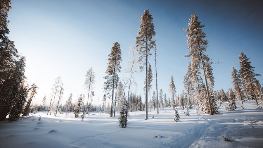 Rovaniemi: Lapland Ski Trekking Safari - FAQ