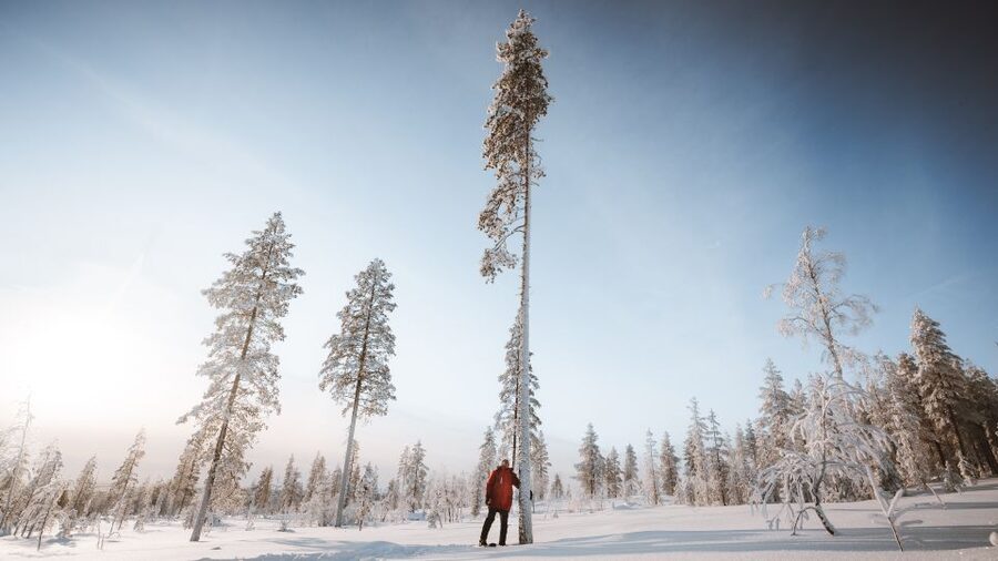 Rovaniemi: Lapland Ski Trekking Safari - Price and Value: Why $128 Can Make Sense for Lapland Time