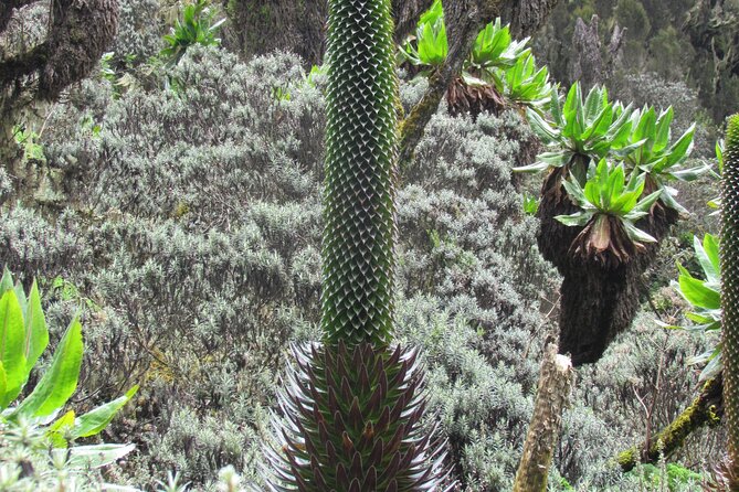 Rwenzori Mountains Trekking with Margherita Peak Summit - Rwenzori Mountains National Park: what makes this trek special