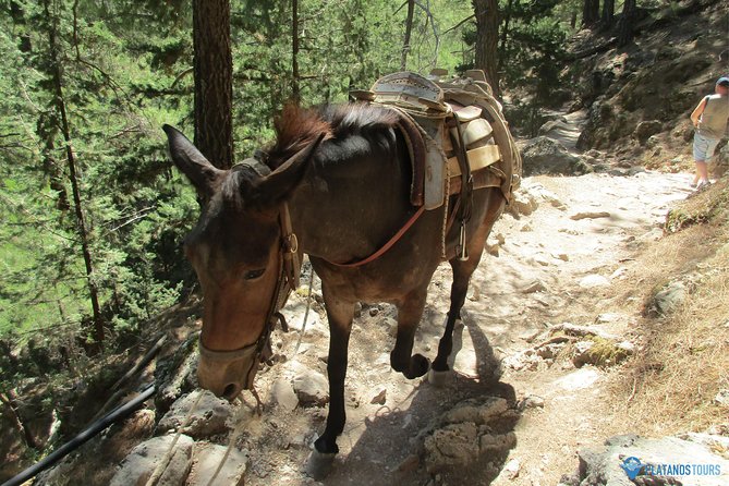 Samaria Gorge Trek: Full-Day Excursion from Chania with Guide - Omalos Morning: Breakfast and Getting Ready for the Gorge