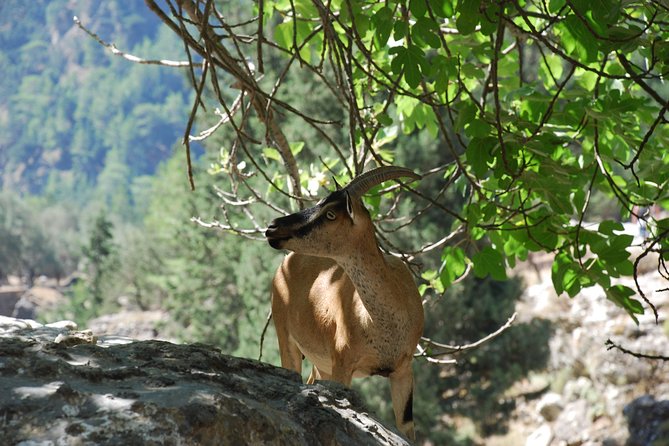 Samaria Gorge Trek: Full-Day Excursion from Rethymno with Guide - Agia Roumeli After the Gorge: Swim, Lunch, and a Small Village Reset