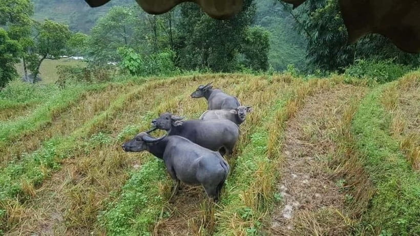 SAPA: 1-DAY TREKKING TOUR WITH LOCALS, LUNCH & RICE FIELDS - Small group and local-host energy (Linh and Mamacita show up on some trips)