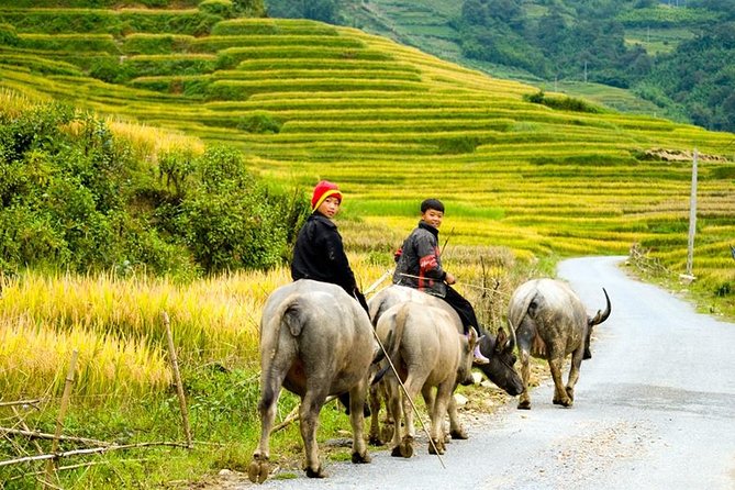 Sapa 3 Days 2 Nights Trekking Tour (1 Night In Ta Van Village, 1 Night In Hotel) - Why this trek is best for moderately fit hikers