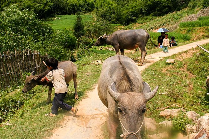 Sapa Easy Trekking Tour 1 Day - Rice Paddies and Cultures - Quick reality check: what easy means on Sapa trails