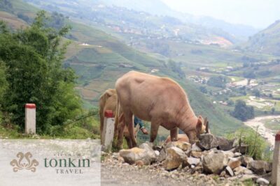 Sapa hard trekking villages homestay 3days/ 2nights tour - amazing culture - Day 3: Red Dao Nam Toong, river walk, Lavie waterfall dips, then back to Sapa