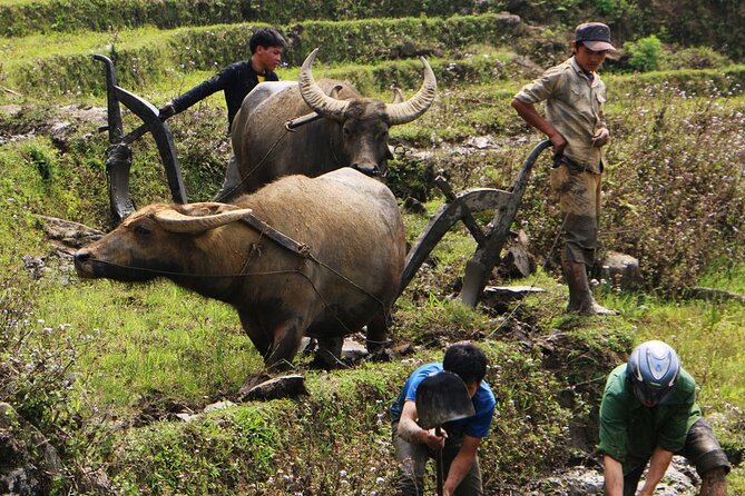 Sapa Hmong Family Trekking Adventures - Key reasons to book this Sapa trek