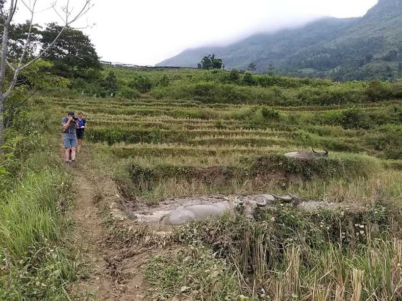 Sapa: Private trek to Muong Hoa Valley - Pickup, transport, and where the driver finds you