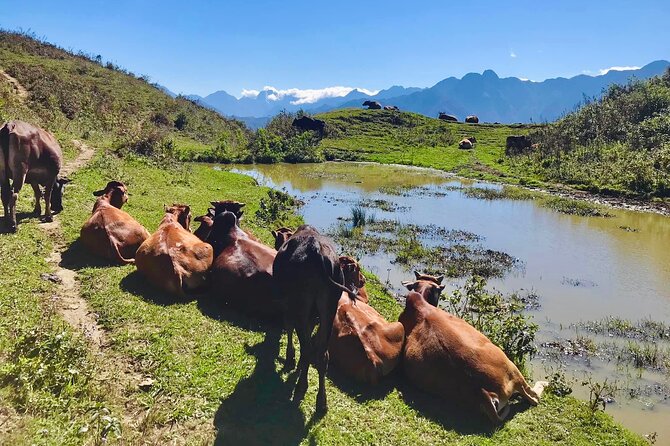 Sapa The Hidden Trail Trek 1 Day - Mountain & Rice Valley - Hau Thao and the Lunch Break: The Rhythm Change on a Steep Day