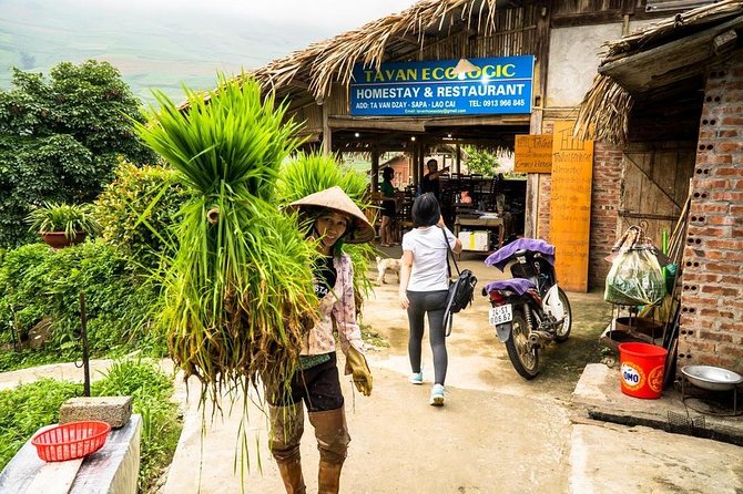 Sapa trekking 2days by bus from Hanoi ( over night in homestay) - Day 2 trek: bamboo forest, rice fields, and a suspension bridge