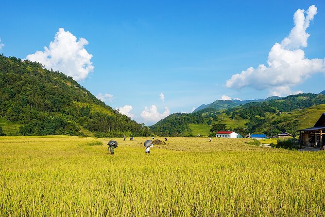Sapa Trekking & Homestay 2 Days 1 Night - Should you book this Sapa Trekking & Homestay tour?