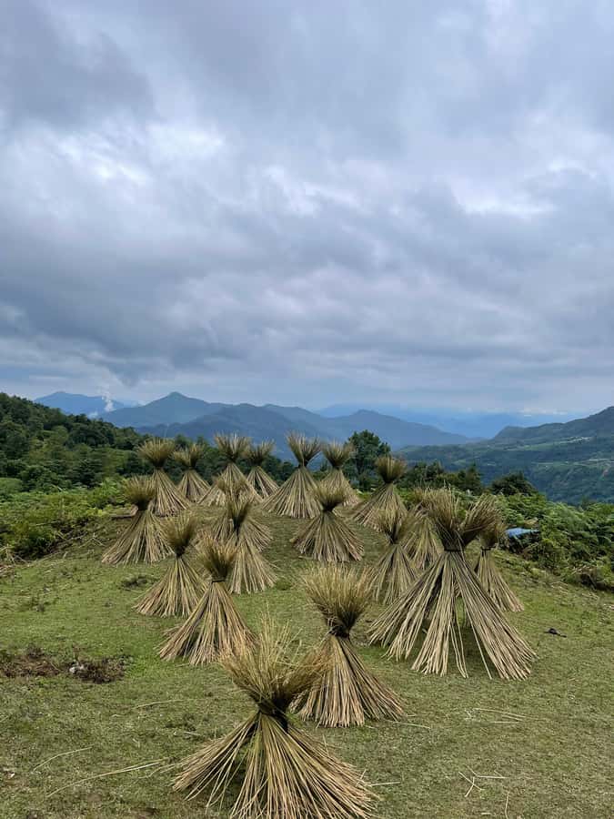Sapa: Y Linh Ho - Lao Chai, and Ta Van Trekking Day Tour - Y Linh Ho Village: Black Hmong culture, weaving, and terrace views