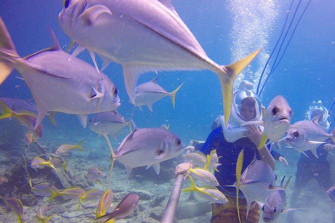 Sea Trek Helmet Dive at Coral World Ocean Park - Safety Rules, Health Limits, and Equalizing Your Ears