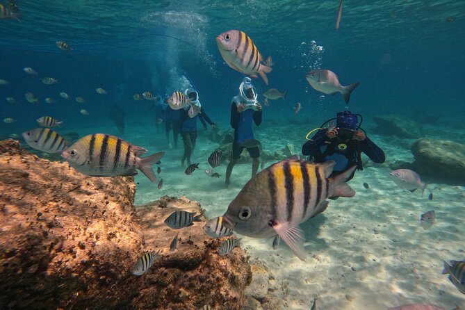 Sea Trek Underwater Walk in Tenerife – No Swimming Required - Key highlights from this Sea Trek underwater walk