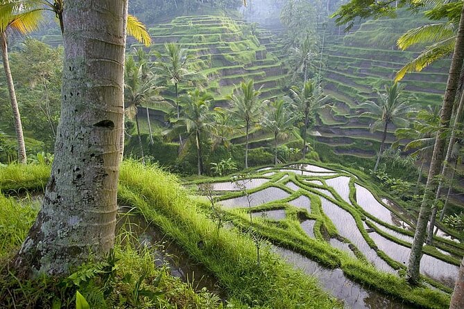 Selogriyo Temple and Trekking Java Rice Terraces, hidden waterfall -Nature Java - Price and value: what $55 gives you in a 10-hour day