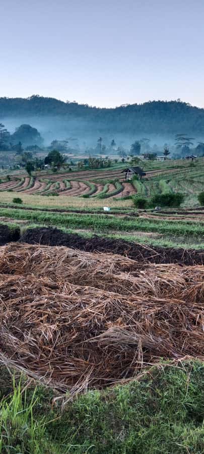 Sidemen rice terraces trek and local village walk - How Long Is Enough, and What Should You Pair It With?
