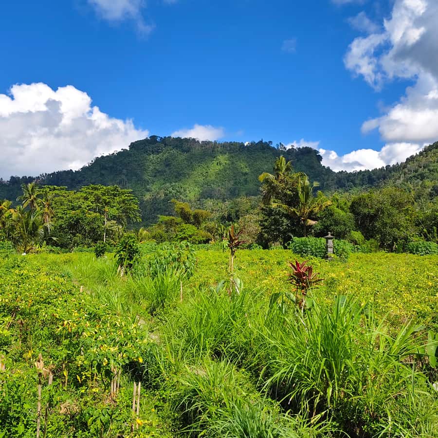 Sidemen rice terraces trek and local village walk - Who This Tour Fits Best (and Who Should Skip)