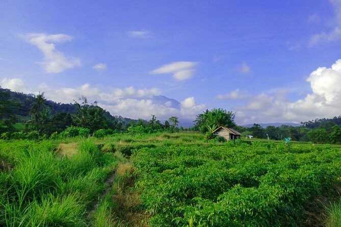 Sidemen Trekking with Cultural Encounters and Nature Views - Choosing your vibe: jungle and terraces, village life, or classic vistas