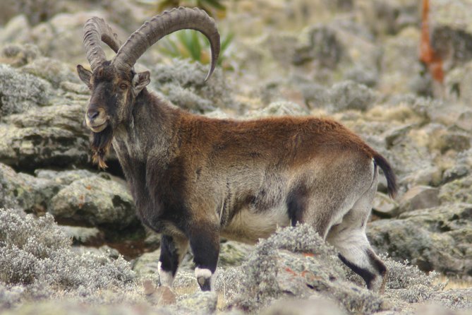 Simien Mountains National Park – 7 Day Trek - Seven days of altitude: what the 2000–4000m range means