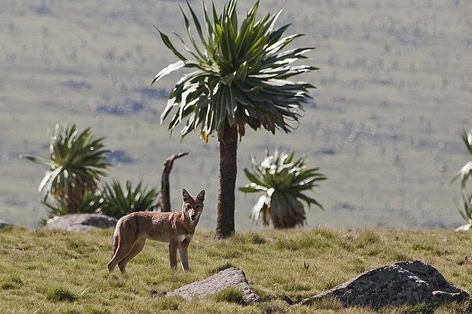 Simien Mountains National Park – 7 Day Trek - Food, tents, and group size: what the inclusions mean day to day