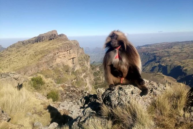 Simien Mountains Trekking Adventure - Key highlights you should know