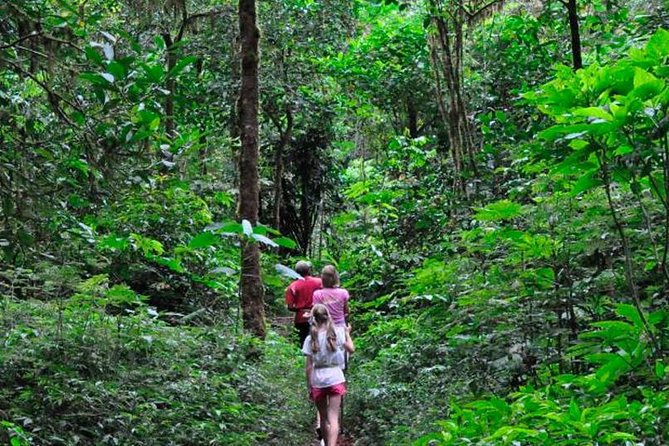 Sinharaja Rainforest Trekking Private Day Trip with Local Lunch - Key things I’d circle before you book