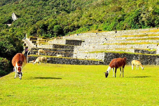 Small Group: 4-Day Inca Trail Trek to Machu Picchu - Day 2: Dead Woman’s Pass (Abra de Warmihuañusca) and the Big Payoff